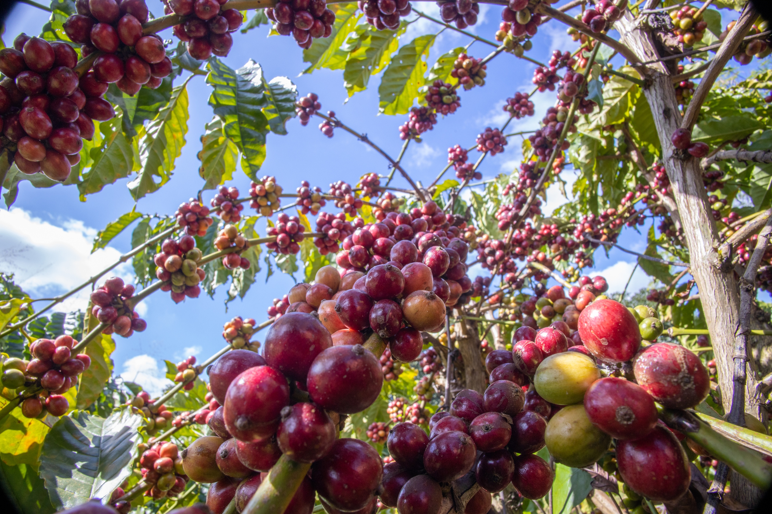 Giá cà phê arabica tăng mạnh sau ngày nghỉ lễ Độc lập ở Mỹ- Ảnh 1.