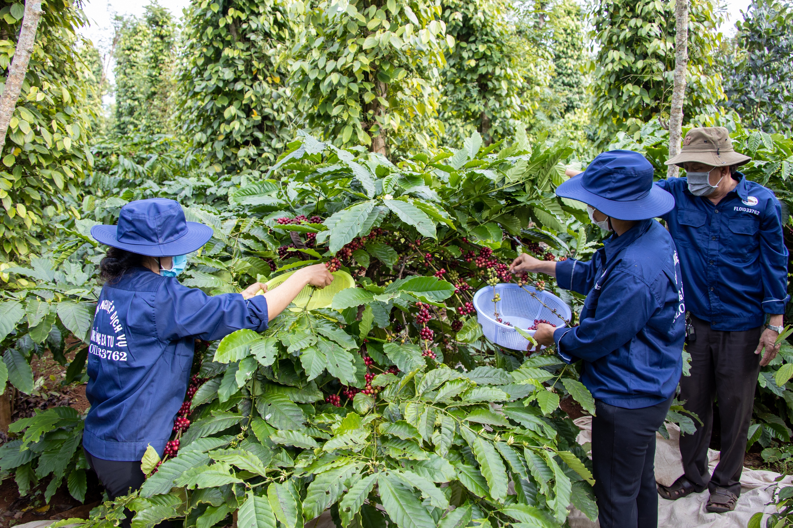 Giá cà phê tăng 4 tuần liên tiếp nhưng không đạt kỳ vọng- Ảnh 1.