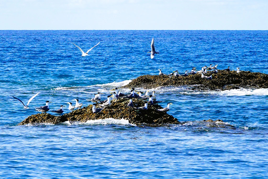 Tìm đảo ở… Côn Đảo: Hòn Em rợp bóng chim nhạn- Ảnh 6.