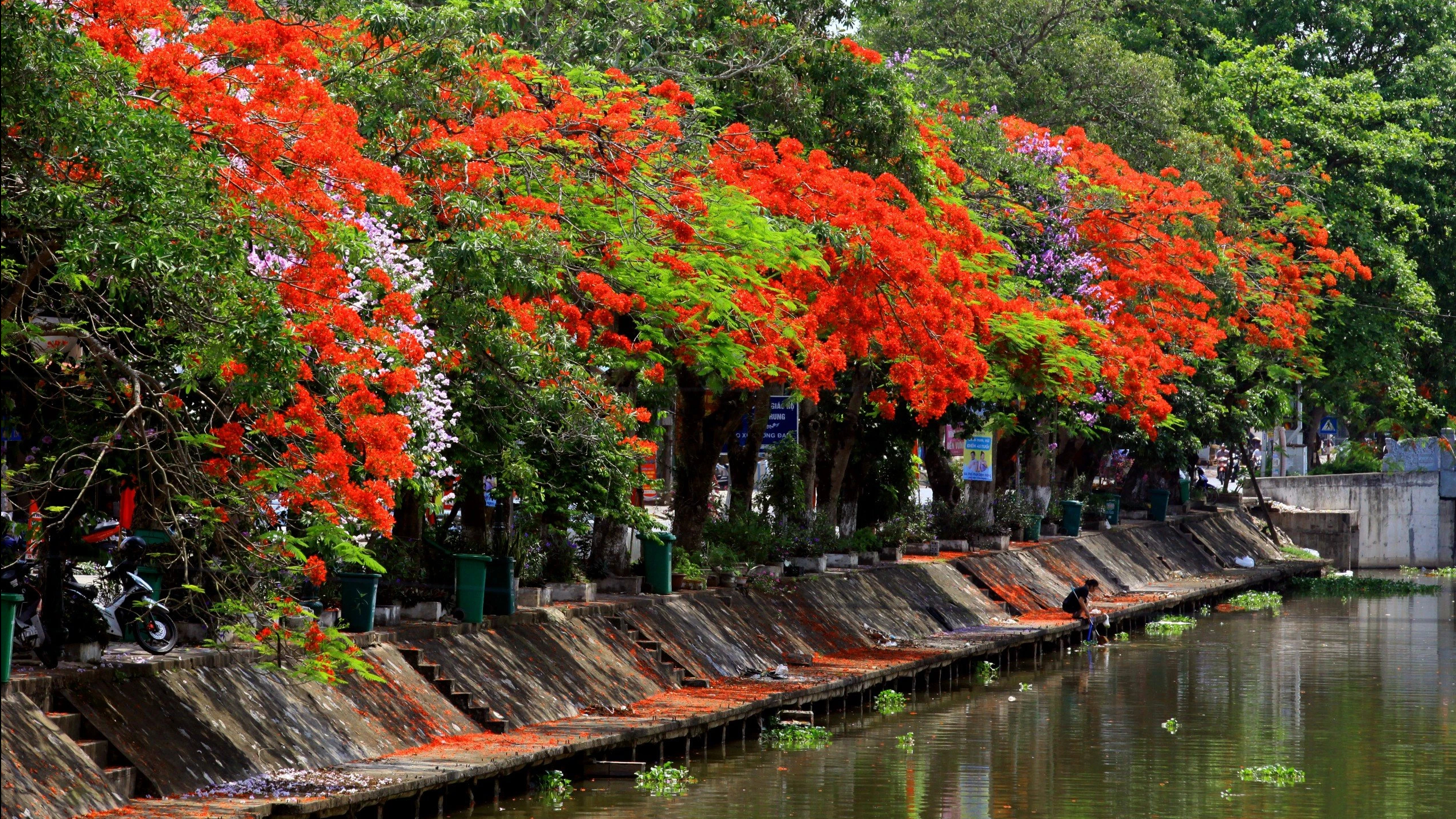 Dọc hai bên bờ sông Ân chảy qua H.Kim Sơn (Ninh Bình) có hàng trăm cây phượng cổ đang nở hoa. Người dân địa phương cho biết năm nay thời tiết phù hợp nên mật độ hoa nở nhiều hơn những năm trước đó