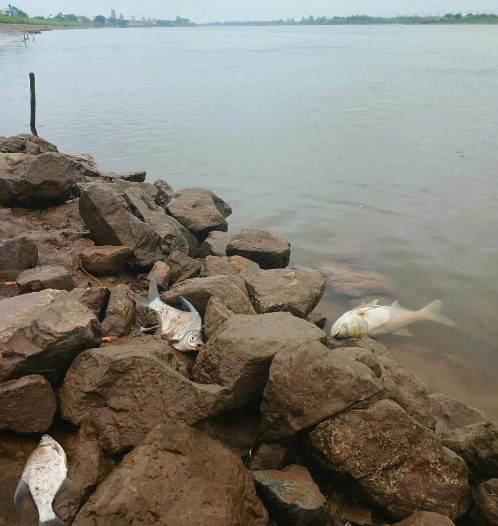 Hai tỉnh công bố kết quả xác minh nguyên nhân cá chết bất thường trên sông Đáy- Ảnh 1.