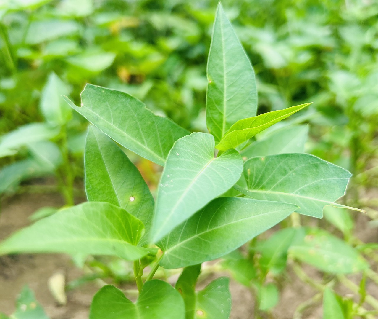 Bác sĩ: 6 loại rau giàu vitamin, tốt cho tim mạch, phòng ngừa ung thư- Ảnh 3. Bác sĩ: 6 loại rau giàu vitamin, tốt cho tim mạch, phòng ngừa ung thư- Ảnh 3.