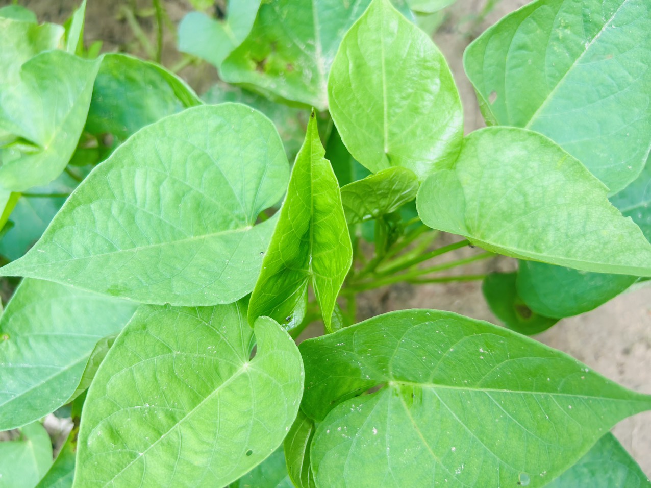 Bác sĩ: 6 loại rau giàu vitamin, tốt cho tim mạch, phòng ngừa ung thư- Ảnh 2. Bác sĩ: 6 loại rau giàu vitamin, tốt cho tim mạch, phòng ngừa ung thư- Ảnh 2.