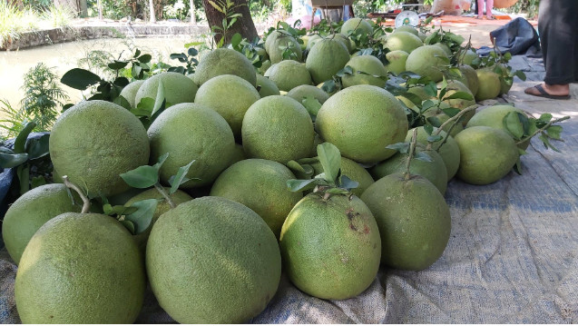 Muốn xuất khẩu sang Úc, trái bưởi tươi của Việt Nam phải đáp ứng các biện pháp quản lý rủi ro an toàn sinh học đối với 19 loài sinh vật gây hại