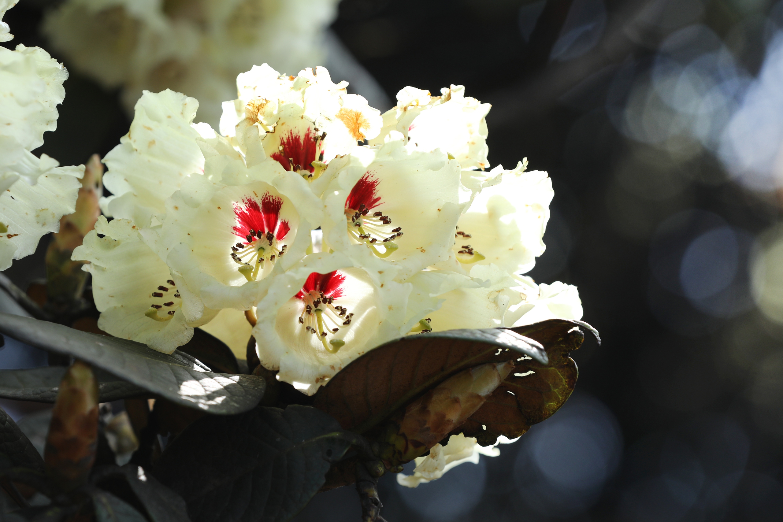 Được ví như thánh địa của hoa đỗ quyên, Fansipan có đến hơn 40 loài hoa đỗ quyên khác nhau đủ loại sắc màu, trong đó có rất nhiều cây cổ thụ quý hiếm có tuổi đời đến 300 năm
