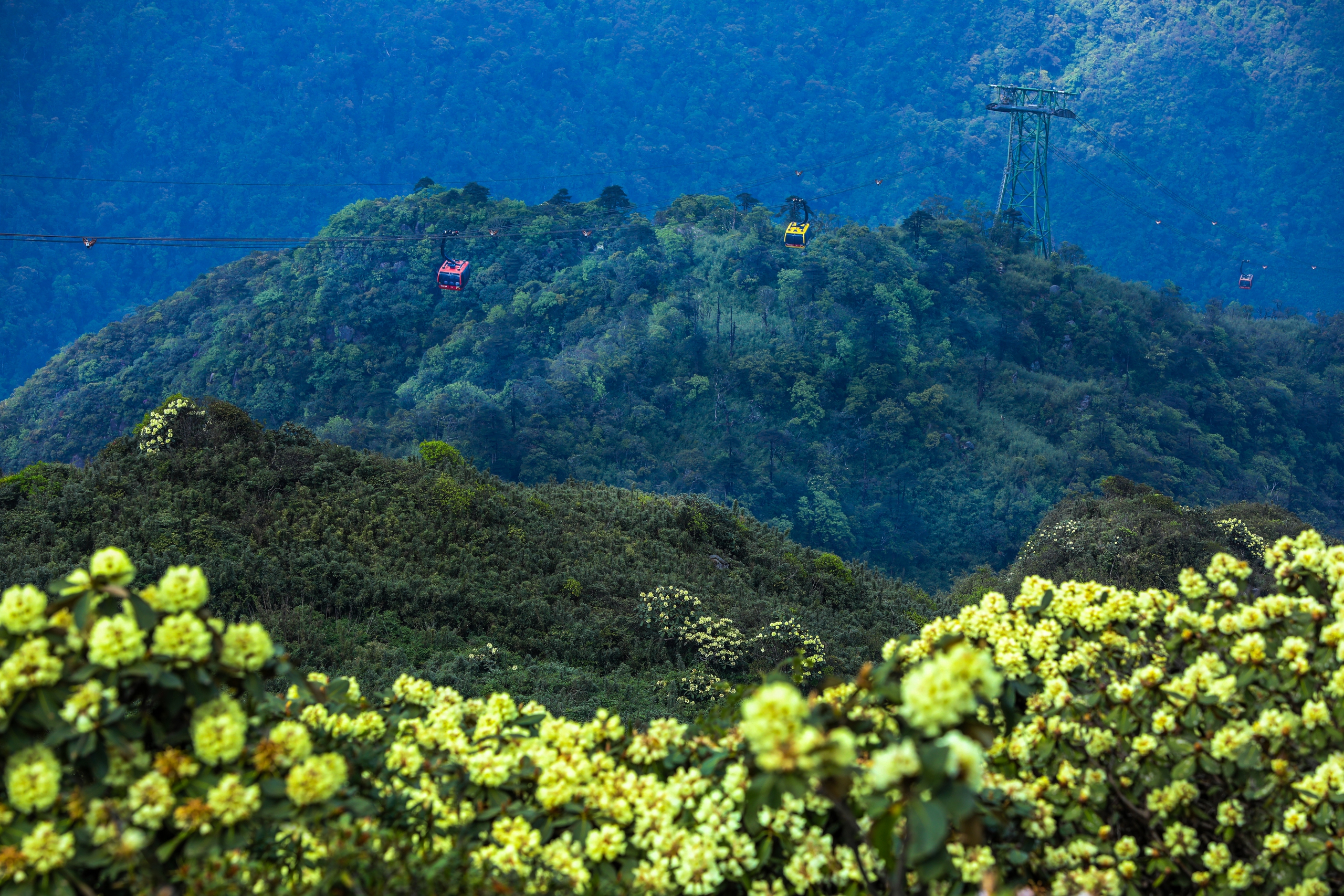 Từ độ cao 2.000m của cabin cáp treo, du khách sẽ có cơ hội chiêm ngưỡng những thảm hoa vàng và đỏ rực rỡ, tạo ra một bức tranh thiên nhiên đầy mê hoặc giữa không gian rộng lớn của dãy núi Hoàng Liên