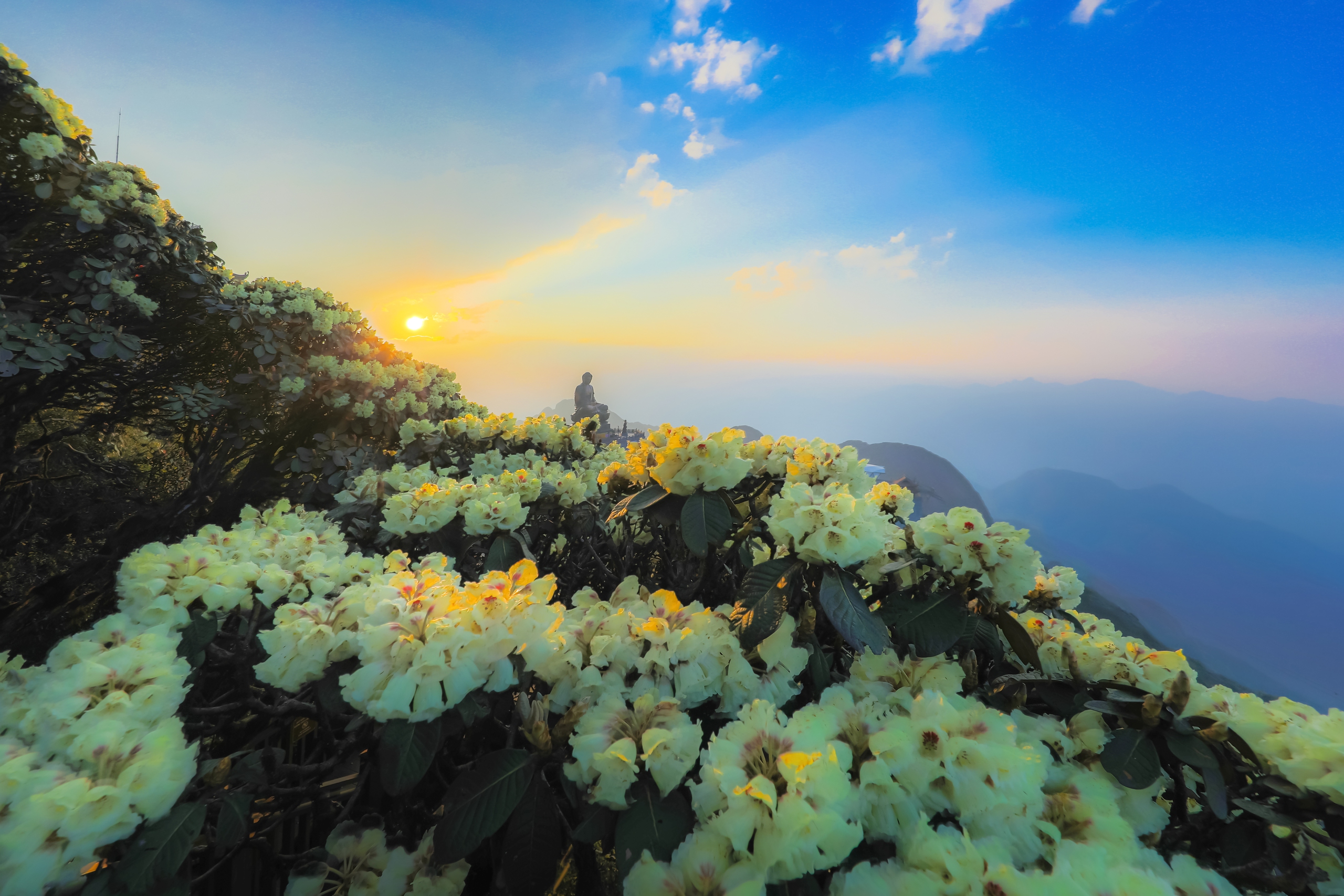Những du khách không kịp đến Fansipan vào buổi sáng có thể lưu giữ khoảnh khắc thiên nhiên tuyệt đẹp trong ánh hoàng hôn, khi hoa đỗ quyên rực rỡ tựa như những tia lửa đầy sức sống trước khi mặt trời dần xuống phía xa chân trời