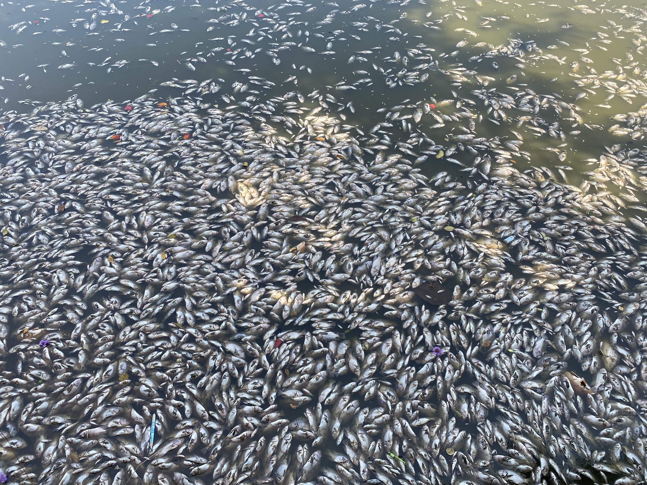 Theo người dân địa phương, tình trạng cá ở hồ Bàu Sen chết hàng loạt từng xảy ra vào các năm trước
