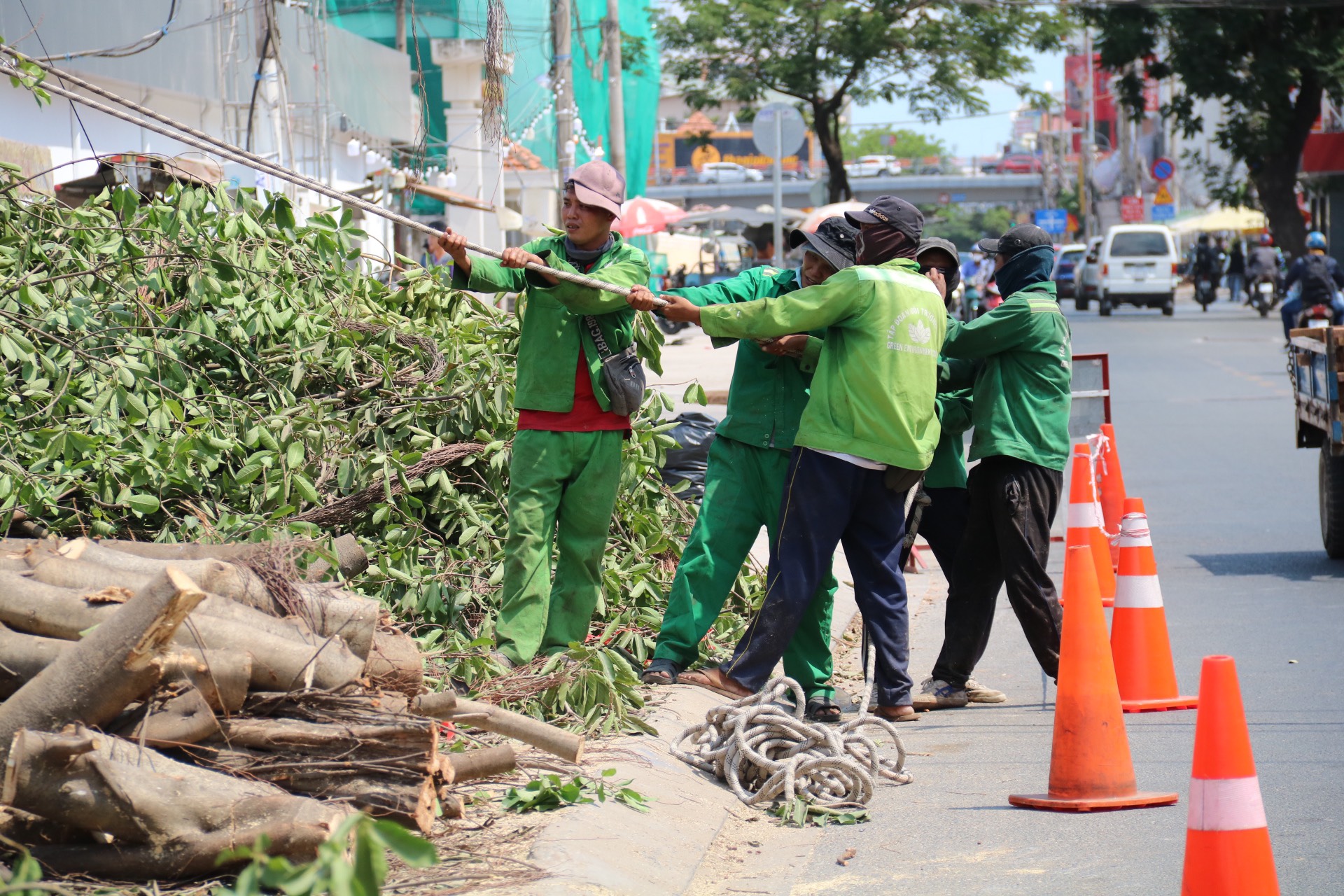 Công tác di dời, đốn hạ cây xanh dự kiến được triển khai trong vòng 30 ngày