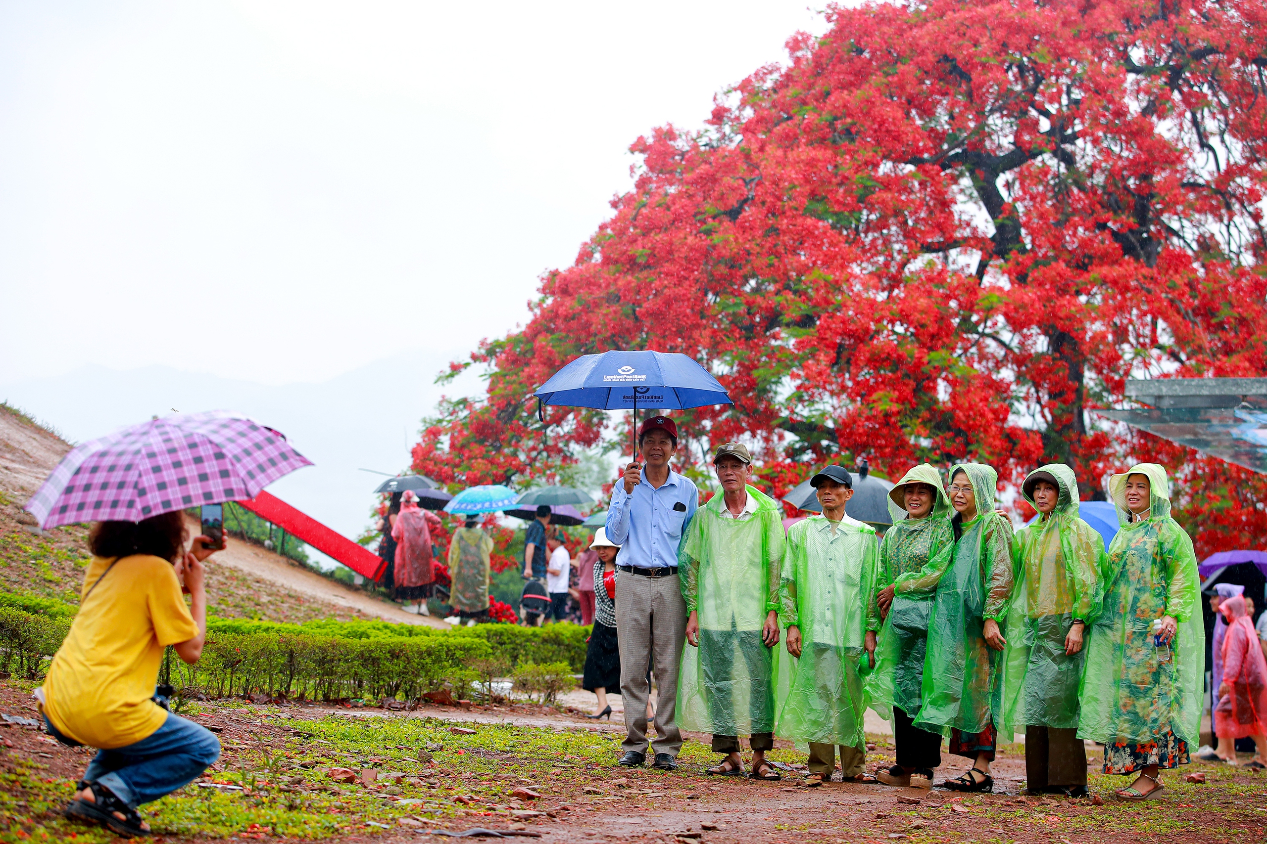 Người dân đội mưa chụp ảnh với cây phượng nở hoa đỏ rực