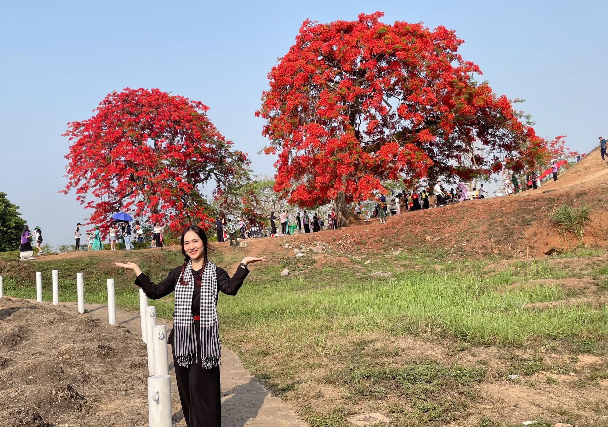 Hai cây phượng ra hoa đỏ rực vào đúng dịp kỷ niệm 70 năm chiến thắng Điện Biên Phủ