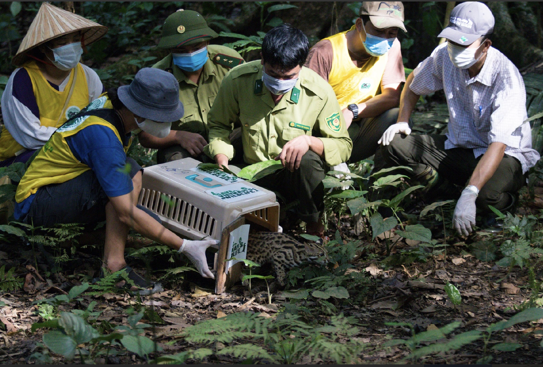 Trước đó, tour 