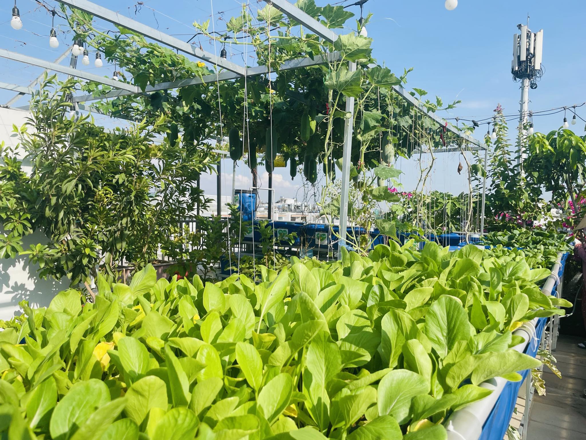 Hành trình trồng rau sạch trên sân thượng