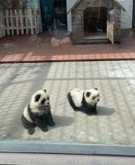 Vườn thú ở Trung Quốc nhuộm chó thành gấu trúc- Ảnh 2.