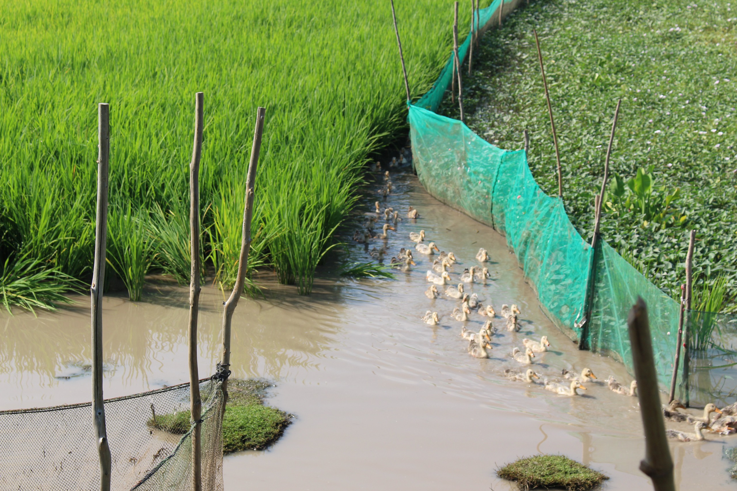 Thông tin về nước sản xuất nhiều lúa gạo