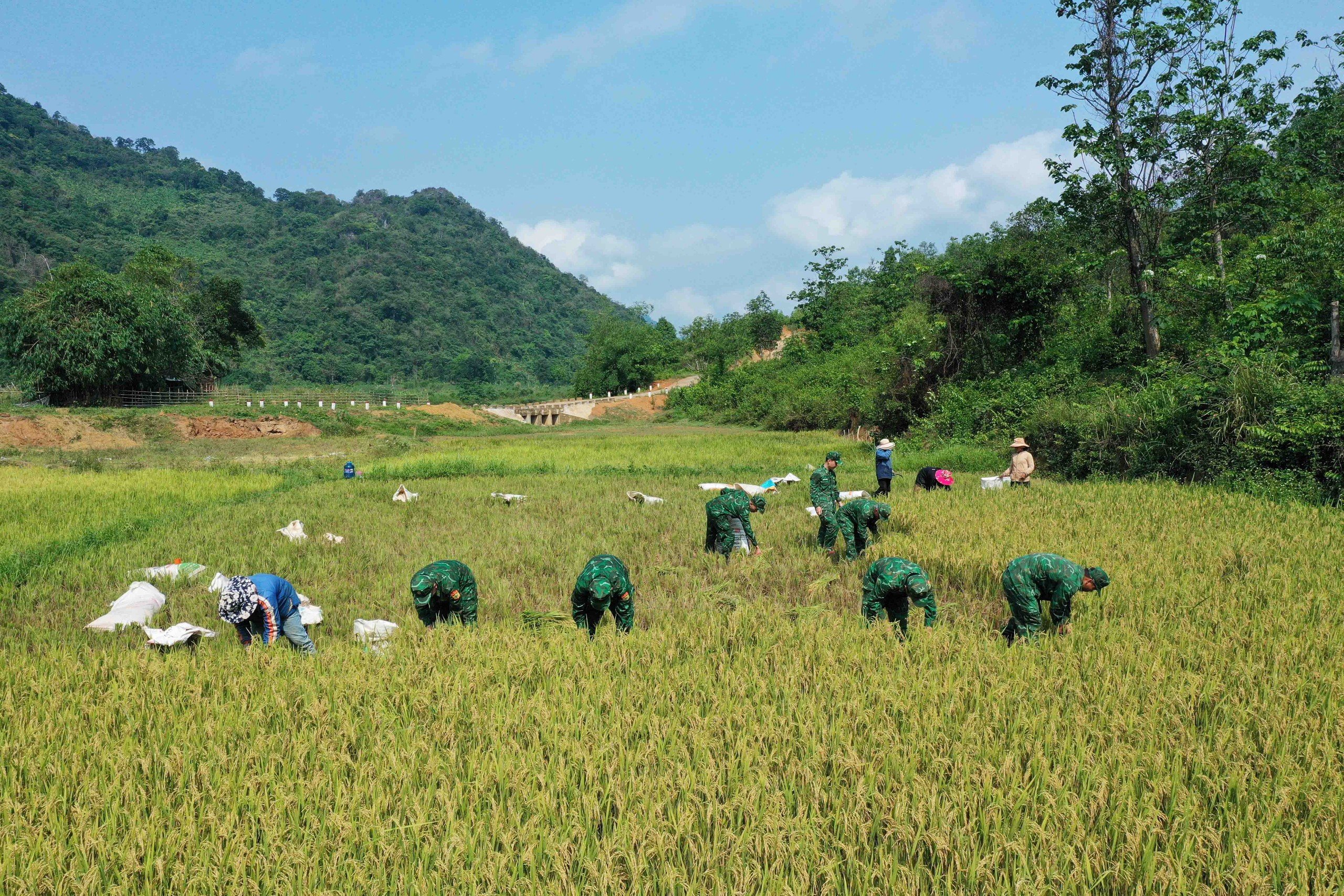 Trong 2 ngày 7 và 8.5, Đồn Biên phòng Hướng Lập, Bộ đội Biên phòng tỉnh Quảng Trị tổ chức lực lượng hỗ trợ nhân dân bản A Xóc - Cha Lỳ (xã Hướng Lập, H.Hướng Hóa, tỉnh Quảng Trị) gặt lúa vụ đông xuân 2023 - 2024