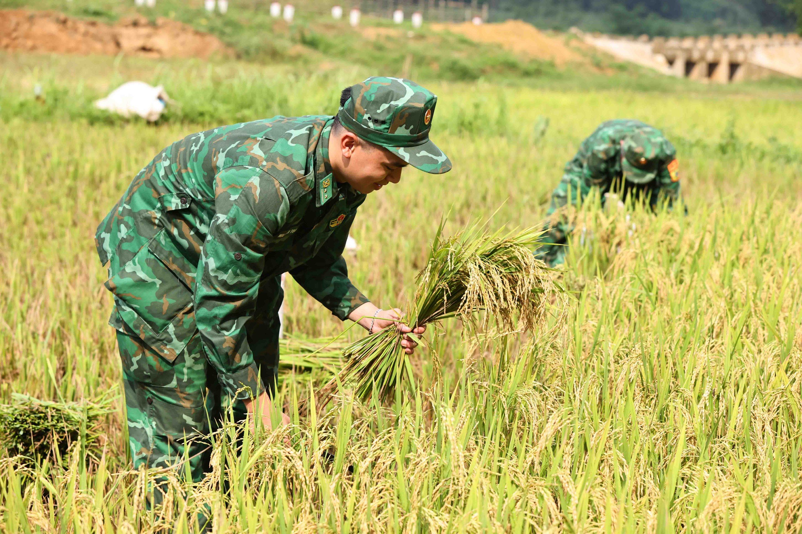 Lúa nước của người dân ở thôn A Xóc - Cha Lỳ (Hướng Lập, Hướng Hóa) canh tác ở từng diện tích nhỏ, chia làm nhiều thửa, nên máy gặt không hoạt động được, bắt buộc phải gặt bằng tay, rất tốn công