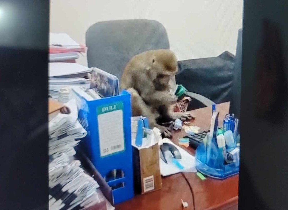 Hà Nội: Khỉ rừng bình tĩnh vào văn phòng trêu chọc người dân - Ảnh 2