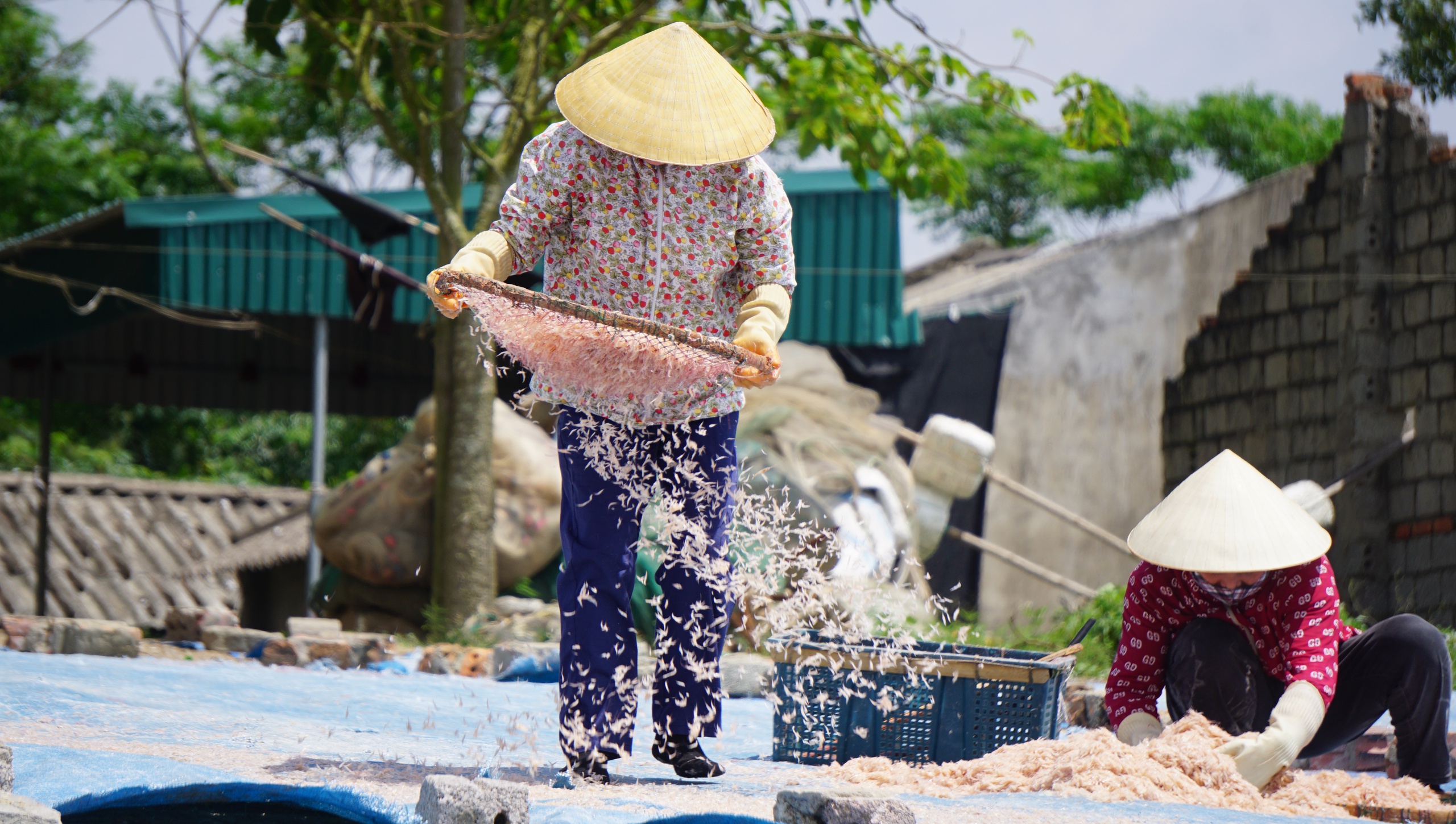 Ngư dân vào mùa moi biển, 'bỏ túi' cả triệu đồng mỗi ngày- Ảnh 20.