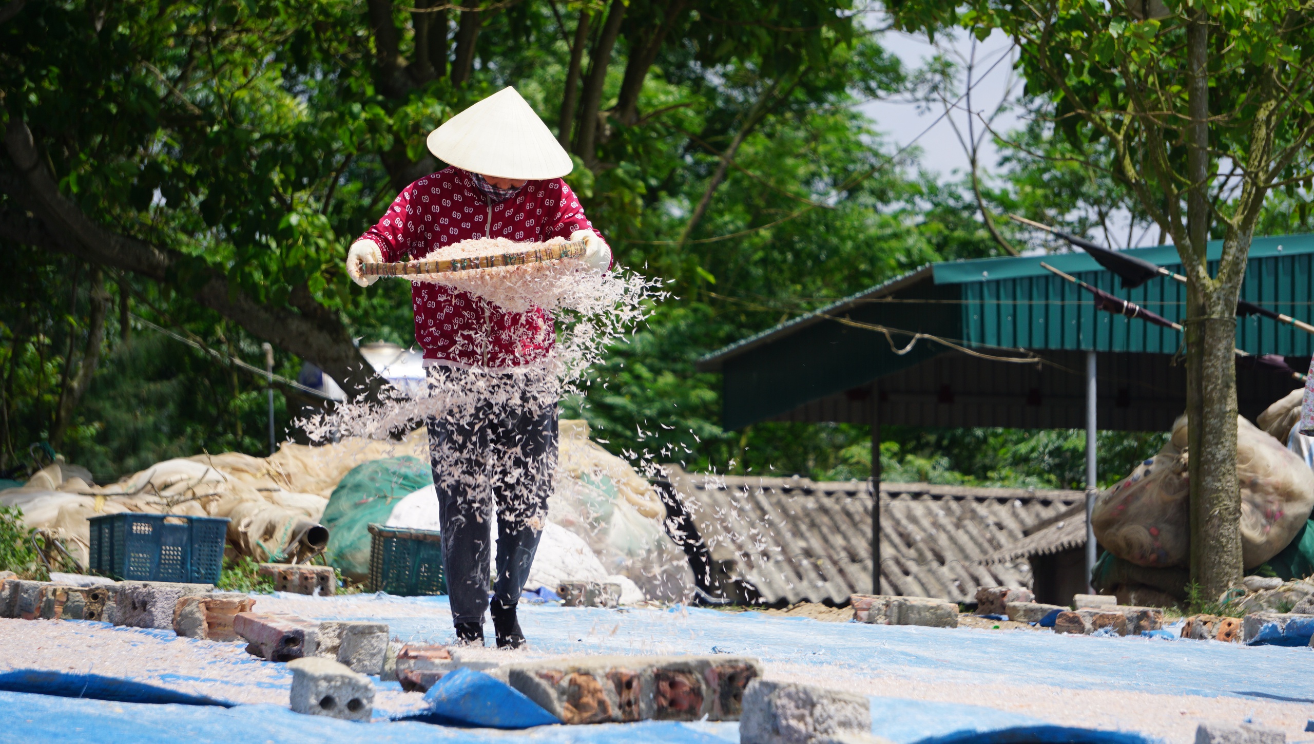 Ngư dân vào mùa moi biển, 'bỏ túi' cả triệu đồng mỗi ngày- Ảnh 22.