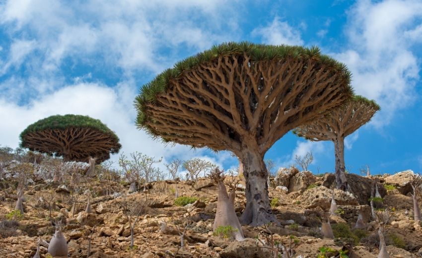 Khám phá những thắng cảnh hàng đầu tại Yemen- Ảnh 5. Khám phá những thắng cảnh hàng đầu tại Yemen- Ảnh 5.