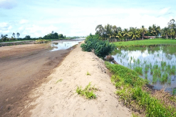 Vụ ruộng lúa gần dự án cao tốc bị chết: Bộ NN-PTNT báo cáo Thủ tướng- Ảnh 1.