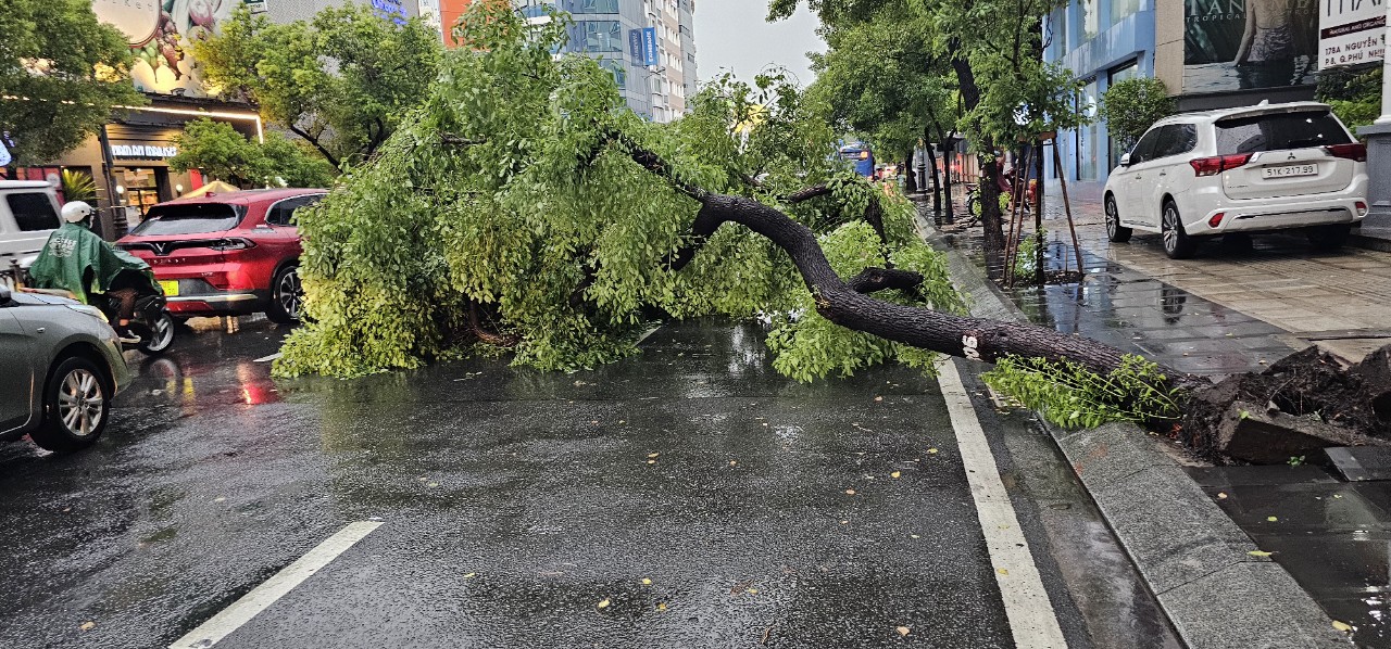 TP.HCM sau trận mưa đá: Hàng loạt cây xanh ngã đổ- Ảnh 1.