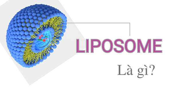 Liposome là gì? Được ứng dụng như thế nào trong sản xuất mỹ phẩm?- Ảnh 2.