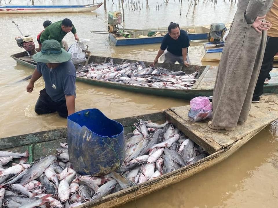 Cá lăng nuôi trong lồng bè tại lòng hồ thủy điện Ya Ly  c h ế t hàng loạt- Ảnh 2.