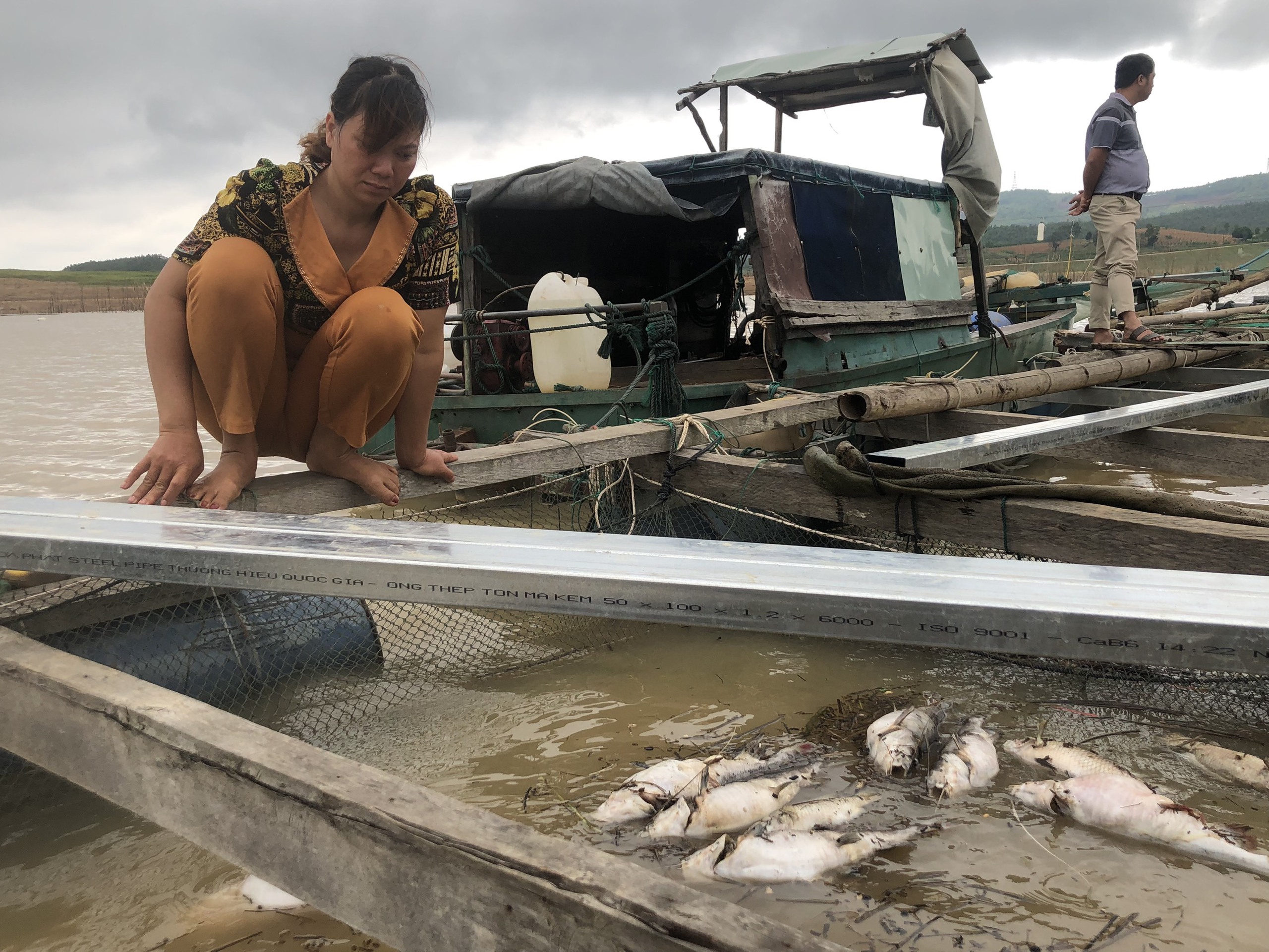 Cá lăng nuôi trong lồng bè tại lòng hồ thủy điện Ya Ly  c h ế t hàng loạt- Ảnh 1.