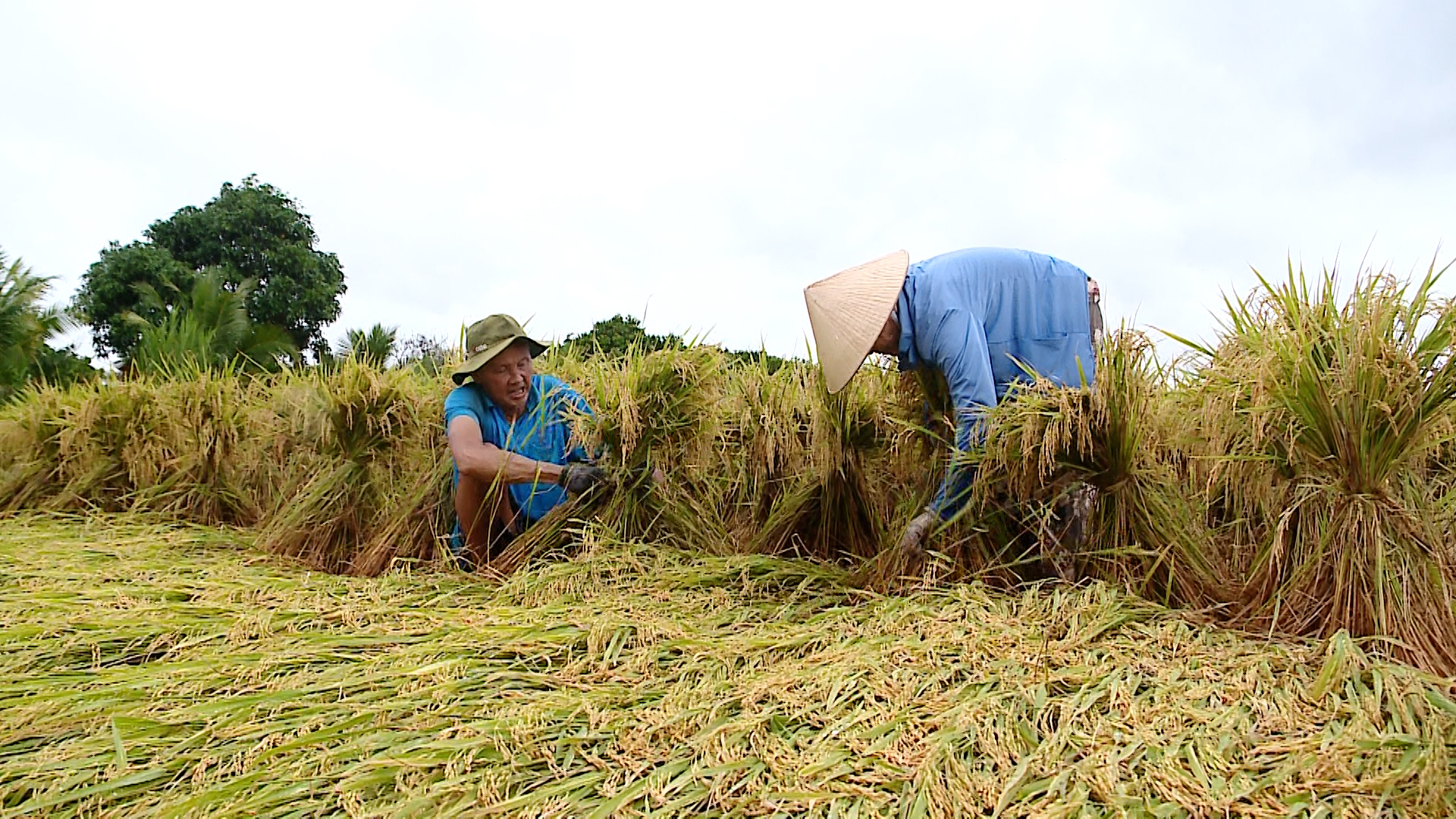 Nỗi lo trên cánh đồng lúa miền Tây ngã rạp trước mùa thu hoạch- Ảnh 1.