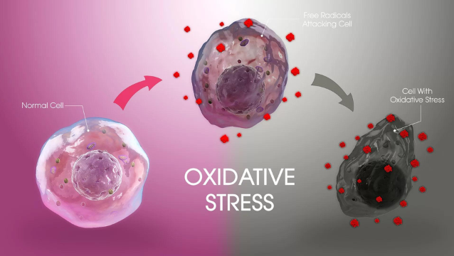 Chống Stress oxy hóa - Nguyên tắc lành thương từ Viện Hàn lâm Khoa học CH Séc- Ảnh 2.