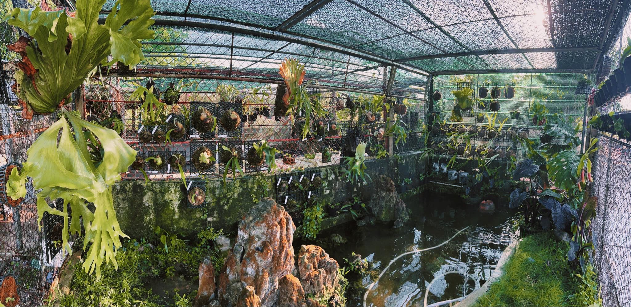Khu vườn của kỹ sư xây dựng có nhiều kiểng lá và cây ổ rồng độc lạ
