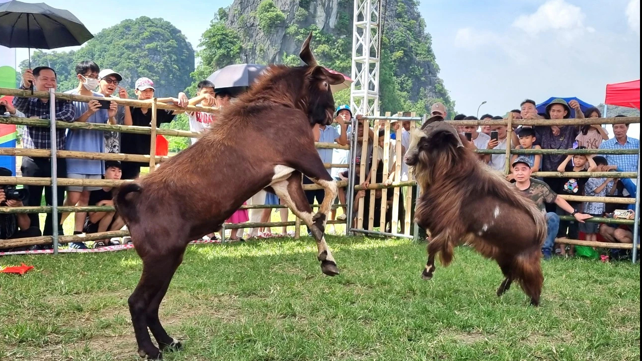 Về Ninh Bình xem chọi dê- Ảnh 1.