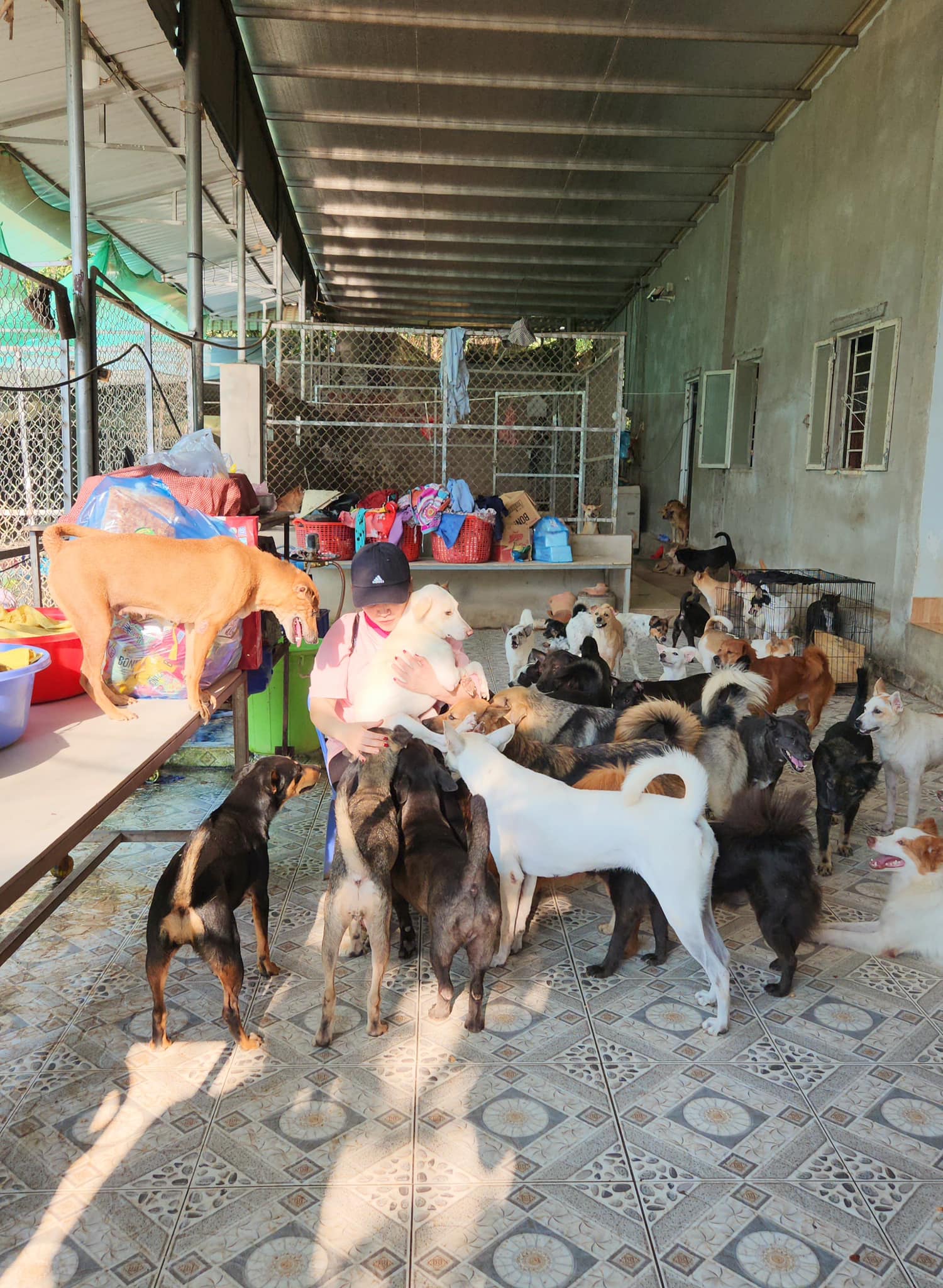Kiều Linh chi 100 triệu mỗi tháng nuôi gần 400 con chó bị bỏ rơi- Ảnh 7.