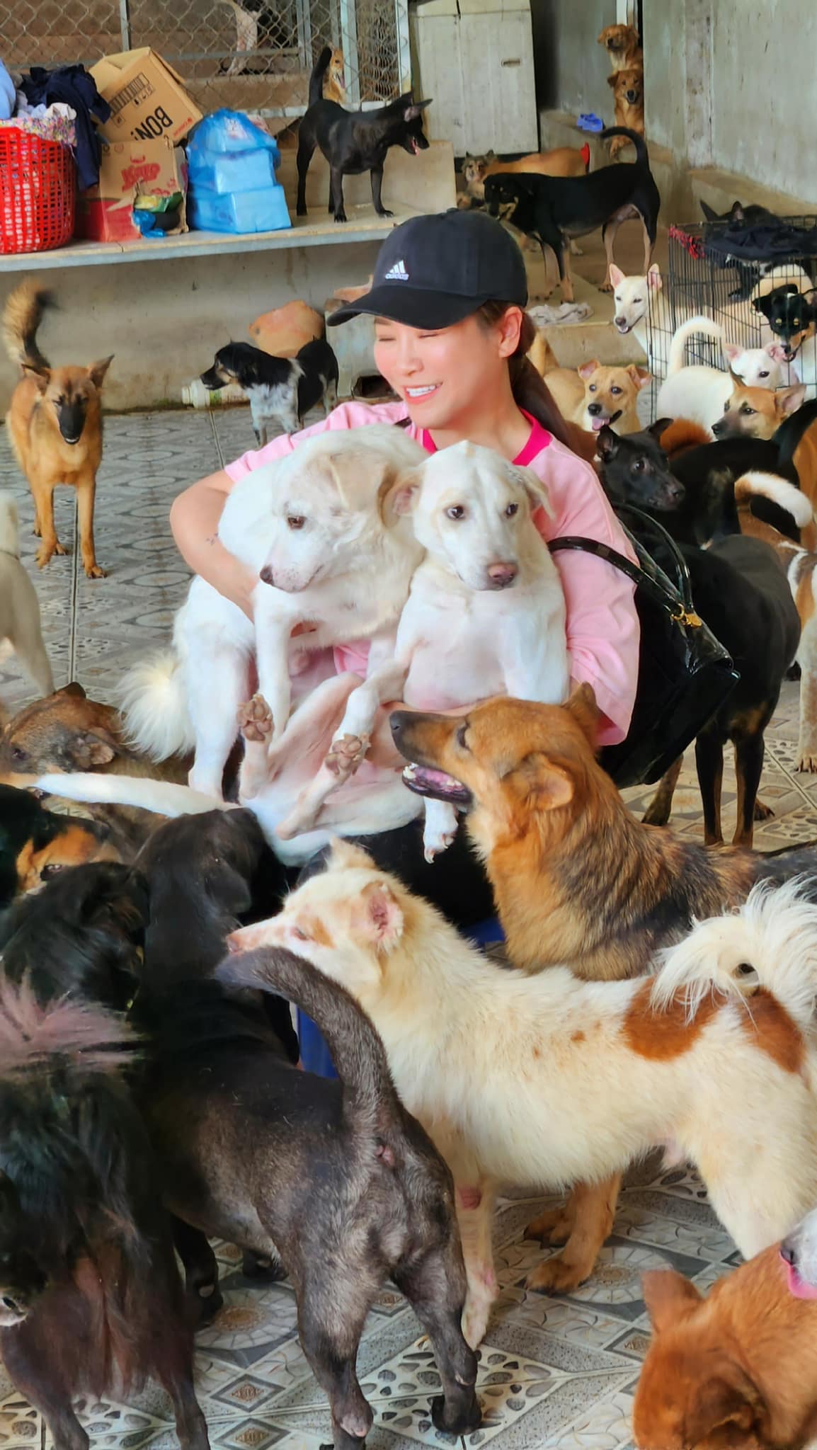 Kiều Linh chi 100 triệu mỗi tháng nuôi gần 400 con chó bị bỏ rơi- Ảnh 3.