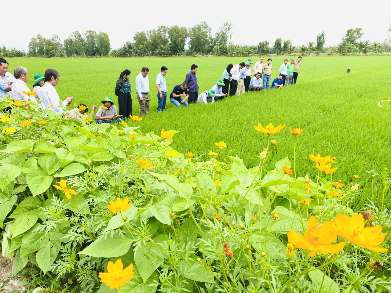 Nâng tầm gạo Việt- Ảnh 5.