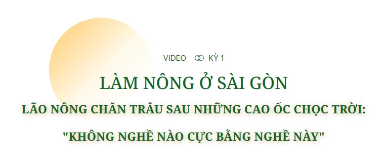 Lời bộc bạch của lão nông chăn trâu sau những cao ốc chọc trời - Làm nông ở Sài Gòn, kỳ 1- Ảnh 1.