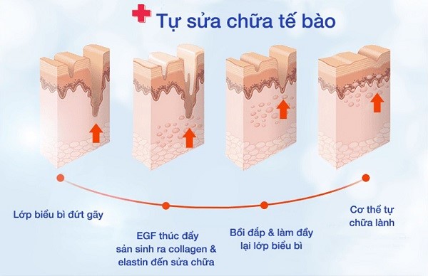 Yếu tố tăng trưởng EGF là gì? Tại sao được ứng dụng để chống lão hóa da?- Ảnh 3.