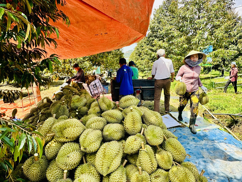 Nhiều loại nông sản trúng giá, người trồng phấn khởi- Ảnh 3.