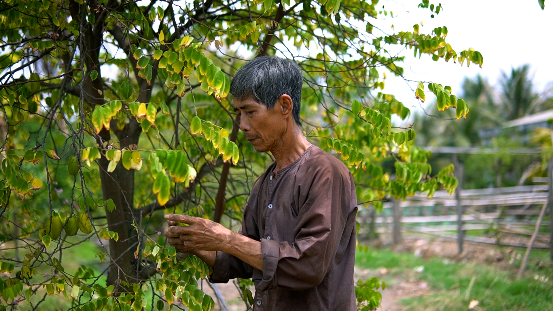 Vui buồn 'bám đất' giữa thị thành: Hồi ức thu hoạch lúa dưới ánh trăng - Làm nông ở Sài Gòn, kỳ 2- Ảnh 6.