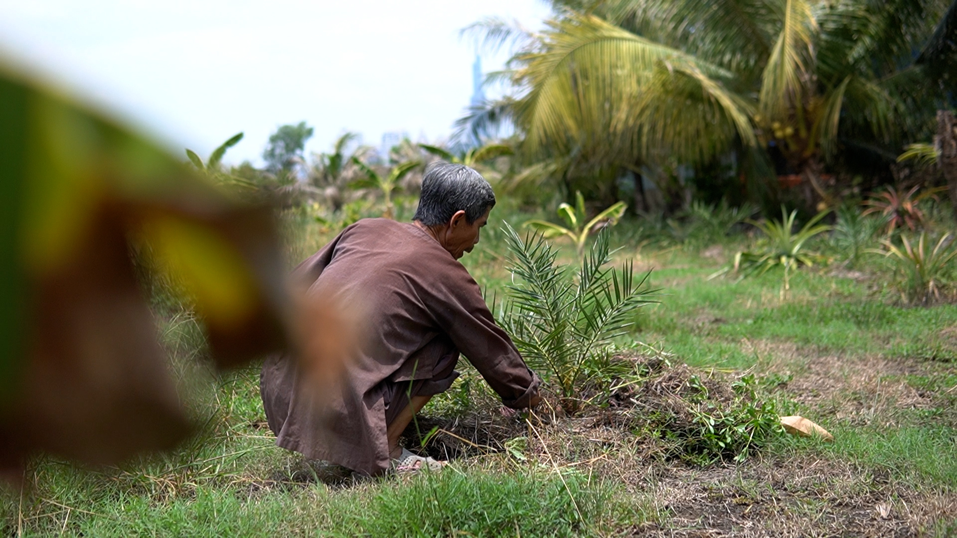 Vui buồn 'bám đất' giữa thị thành: Hồi ức thu hoạch lúa dưới ánh trăng - Làm nông ở Sài Gòn, kỳ 2- Ảnh 4.