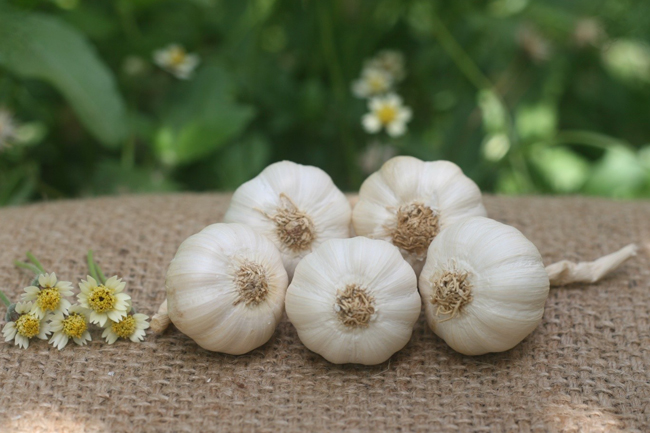 ទិញអ្វីជាកាដូពេលមកកោះលីសឺន? - រូបថត ១. Mua gì làm quà khi đến đảo Lý Sơn?- Ảnh 1.