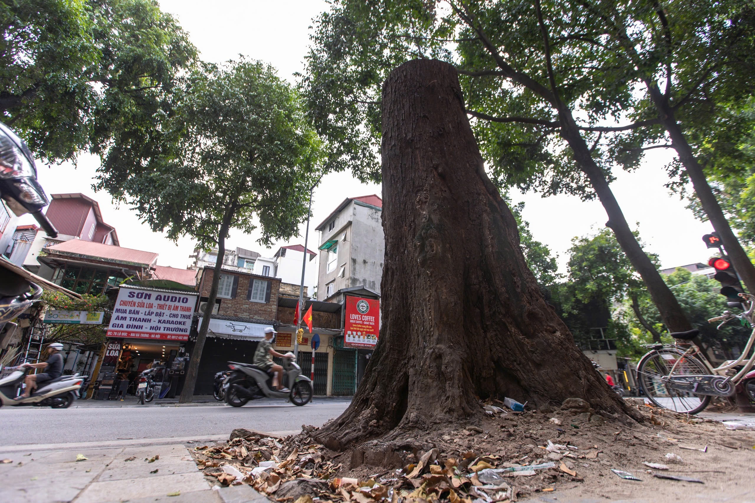 Nhiều cây chết khô, mục gốc ở Hà Nội chực chờ đổ trước mưa bão- Ảnh 4.