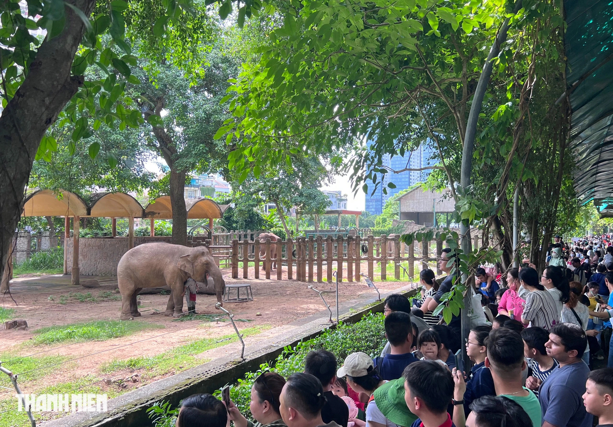 Lần đầu tiên Thảo Cầm Viên Sài Gòn mừng thọ 'bà lão' voi Chuông- Ảnh 3.