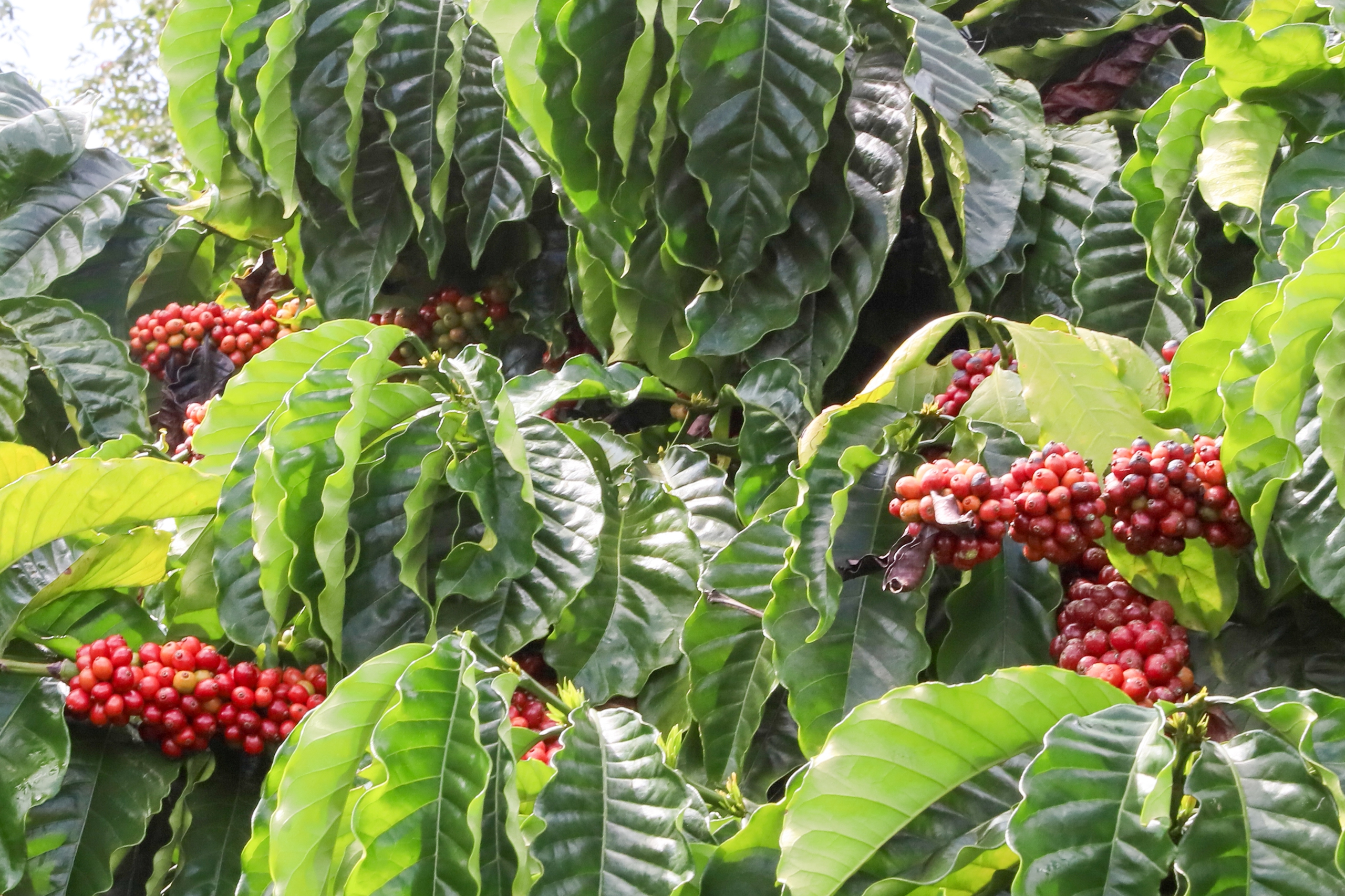 Giá cà phê robusta tiệm cận với arabica- Ảnh 1.