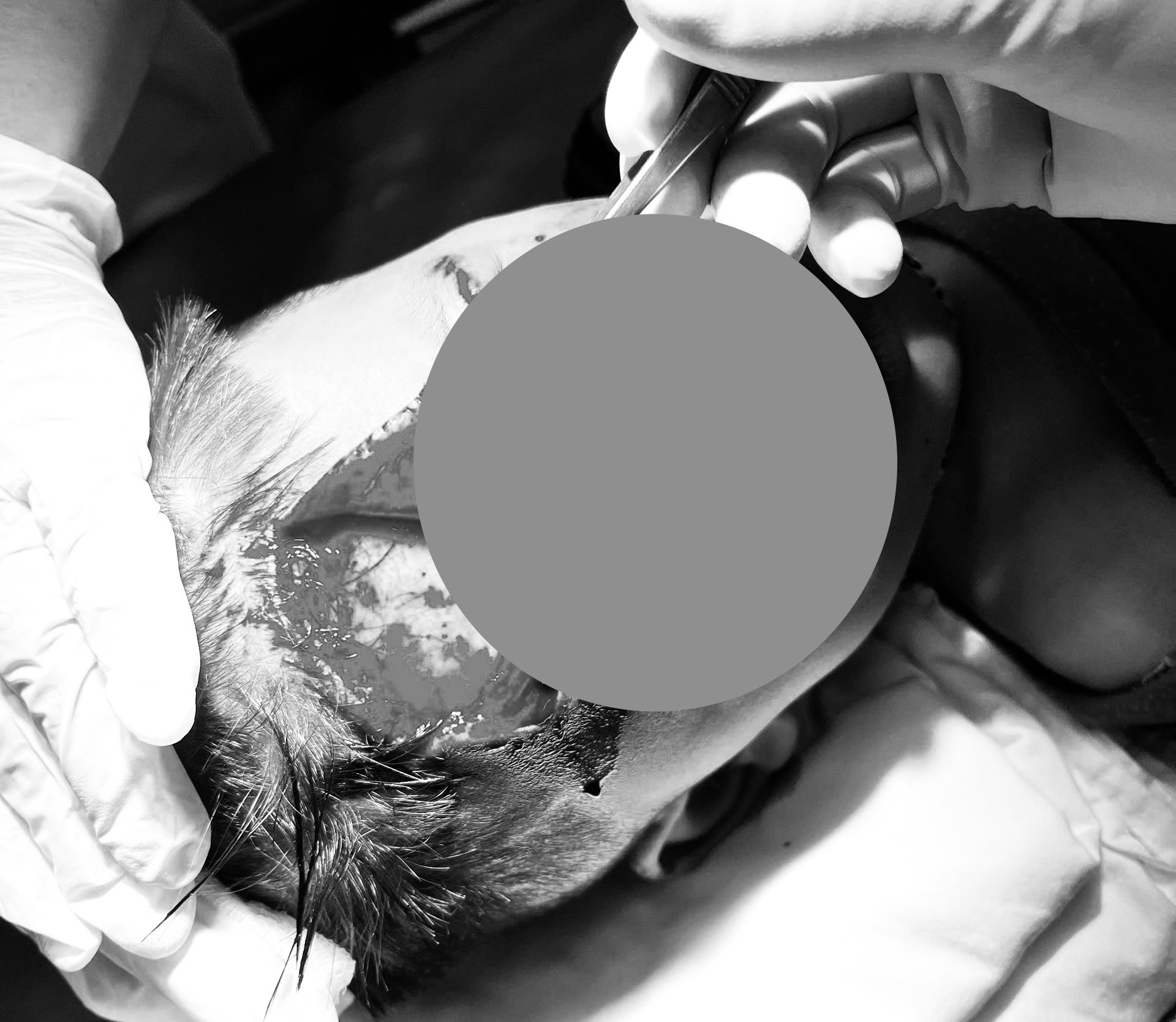 Phú Yên: Bé trai bị chó tấn công, phải nhập viện cấp cứu- Ảnh 1. Phú Yên: Bé trai bị chó tấn công, phải nhập viện cấp cứu- Ảnh 1.