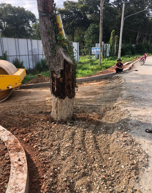 Dân bức xúc vì nhiều cây dầu '100 tuổi' bị cưa hạ, Chủ tịch UBND TX.La Gi nói gì?- Ảnh 3.