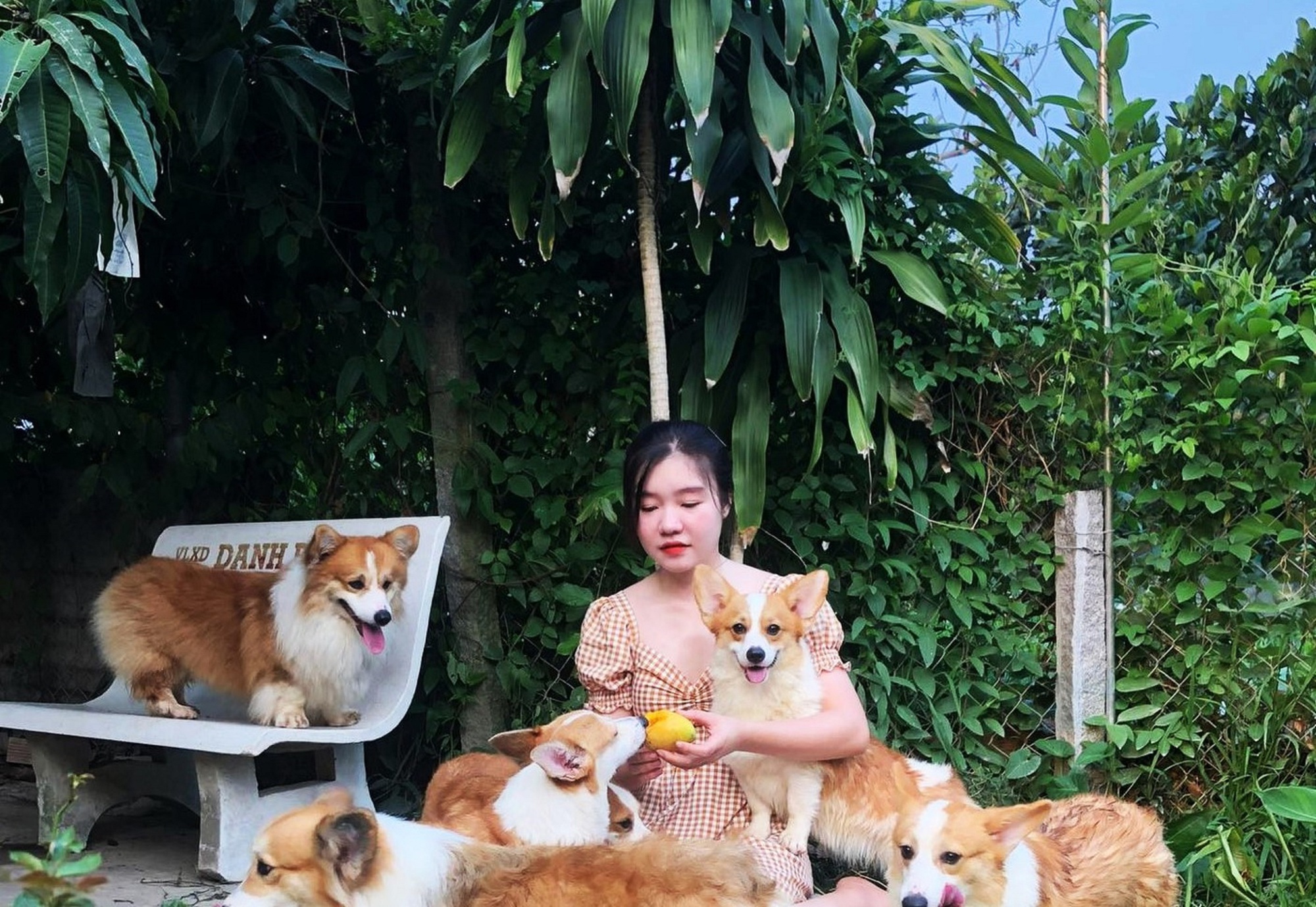 [Ngân sở hữu đàn chó Corgi bố mẹ lên đến 25 con]_[ẢNH_ DUY TÂN].jpg