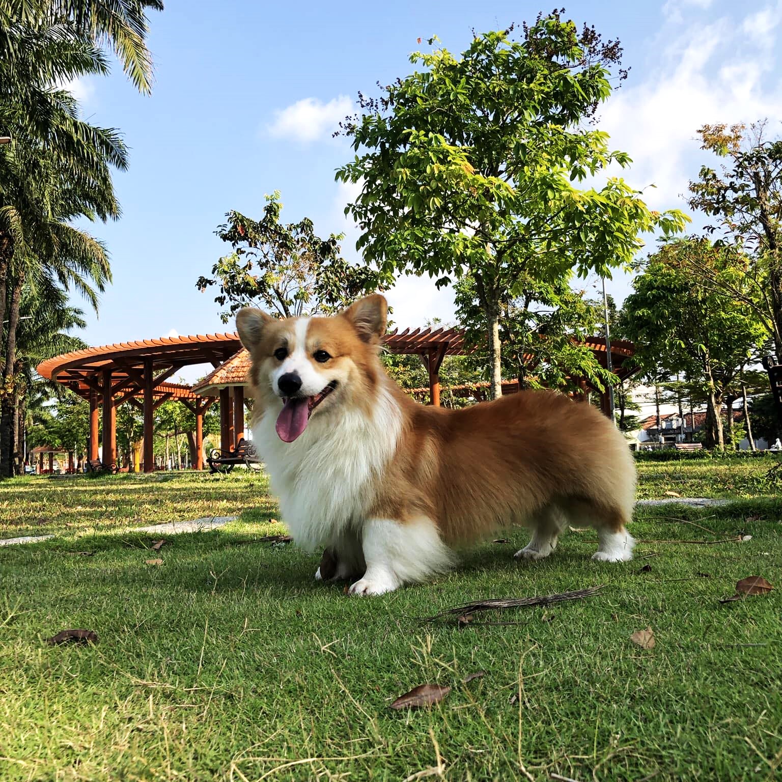 [Chó Corgi có thân hình và tính cách dễ thương nên được nhiều người ưa thích]_[ẢNH_ DUY TÂN].jpg